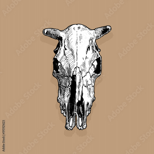 illustration of cow skull