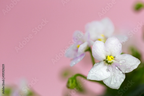 Delicate flowers of violets. Flowers of saintpolia.   frican violet