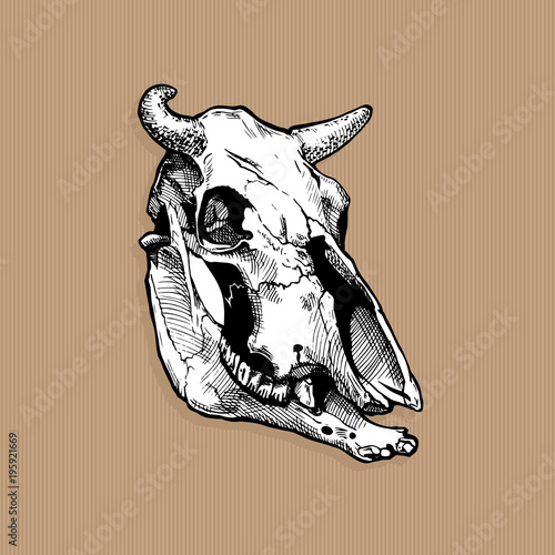 illustration of bull skull