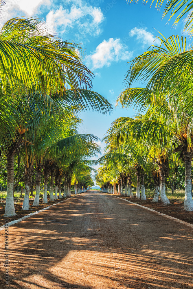 Picture of beautiful tropical alley of coconut trees.