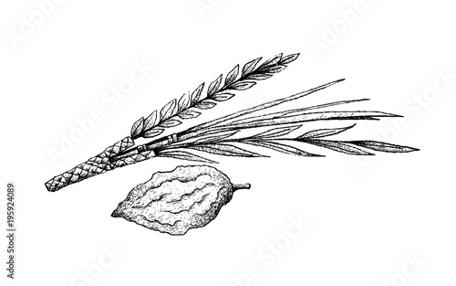 Hand Drawn of Lulav and Etrog on White Background