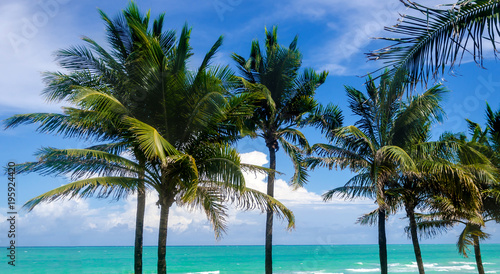 Tropical Miami Beach Palms