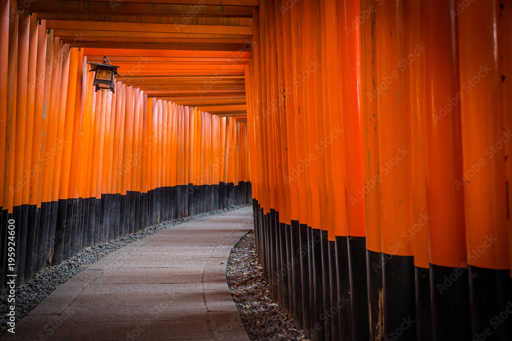 Fototapeta premium Tori walk