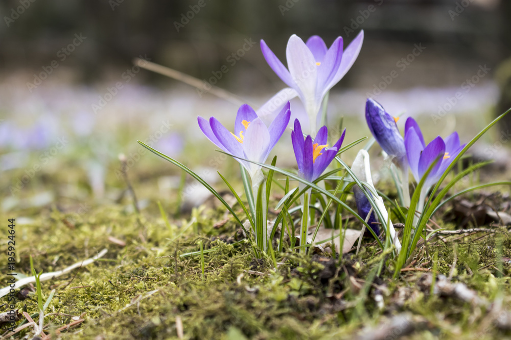 The famous early bloomer is blooming in these colors The famous early bloomer is blooming in these colors