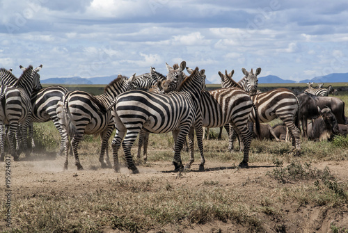 Zebra and wildebeest during the migraition season in the Serengeti National Park in Tanzania