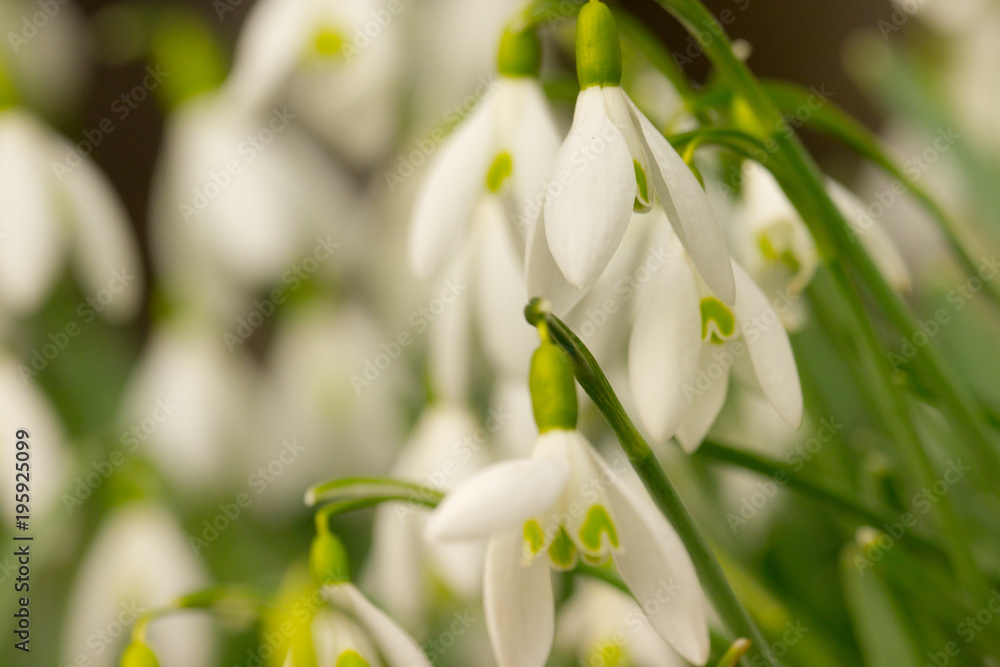 Spring snowflakes in full bloom in spring Spring snowflakes in full bloom in spring