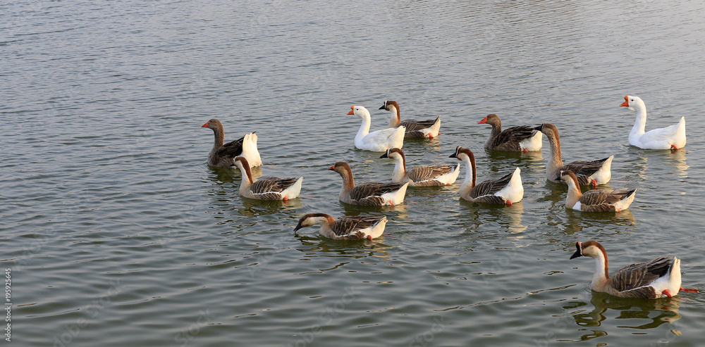 Fototapeta premium Many geese swim in the water