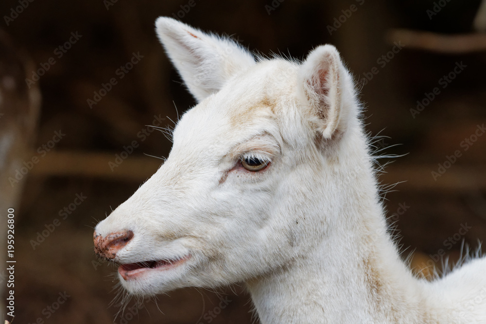 Portrait of fallow deer (Dama dama) Portrait of fallow deer (Dama dama)