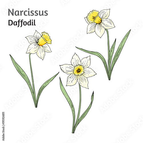 Fototapeta Naklejka Na Ścianę i Meble -  Daffodil flowers vector illustration isolated on white