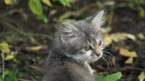 Wallpaper Mural In the garden in the backyard a small kitten sits and turns his head into a frame Torontodigital.ca