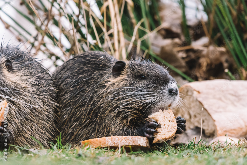 Portrait of wild coypu eating a bread Portrait of wild coypu eating a bread