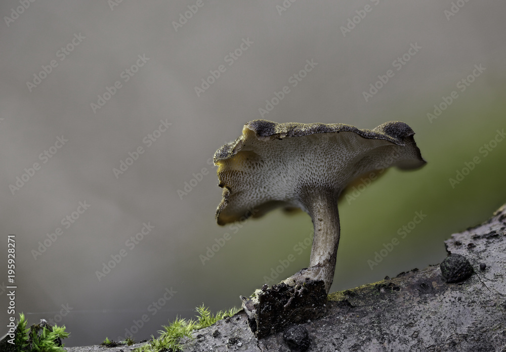 Fototapeta premium Mushrooms