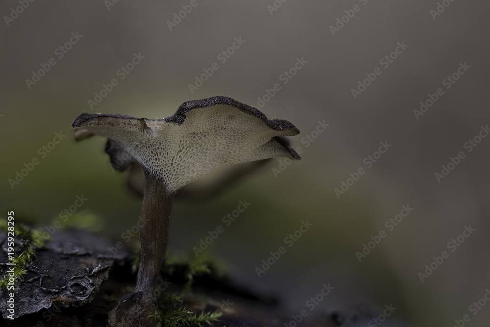 Obraz premium Mushrooms