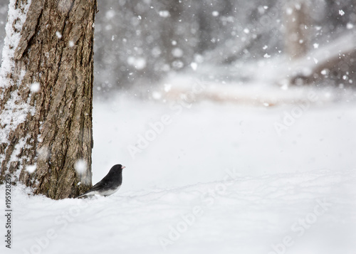 Junco observing the falling snow