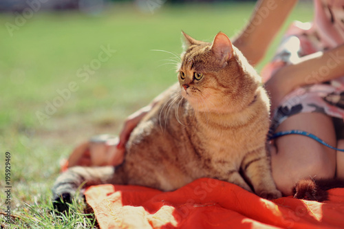 Ginger British Shorthair boy cat sitting in front of park view background with his master photo