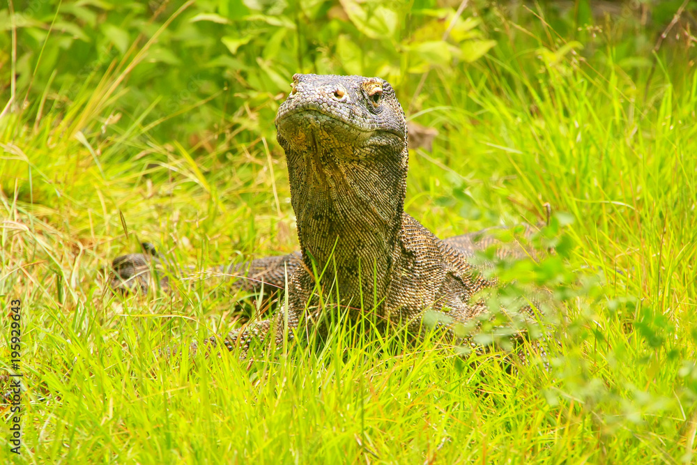 Obraz premium Portrait of Komodo dragon lying in grass on Rinca Island in Komodo National Park, Nusa Tenggara, Indonesia