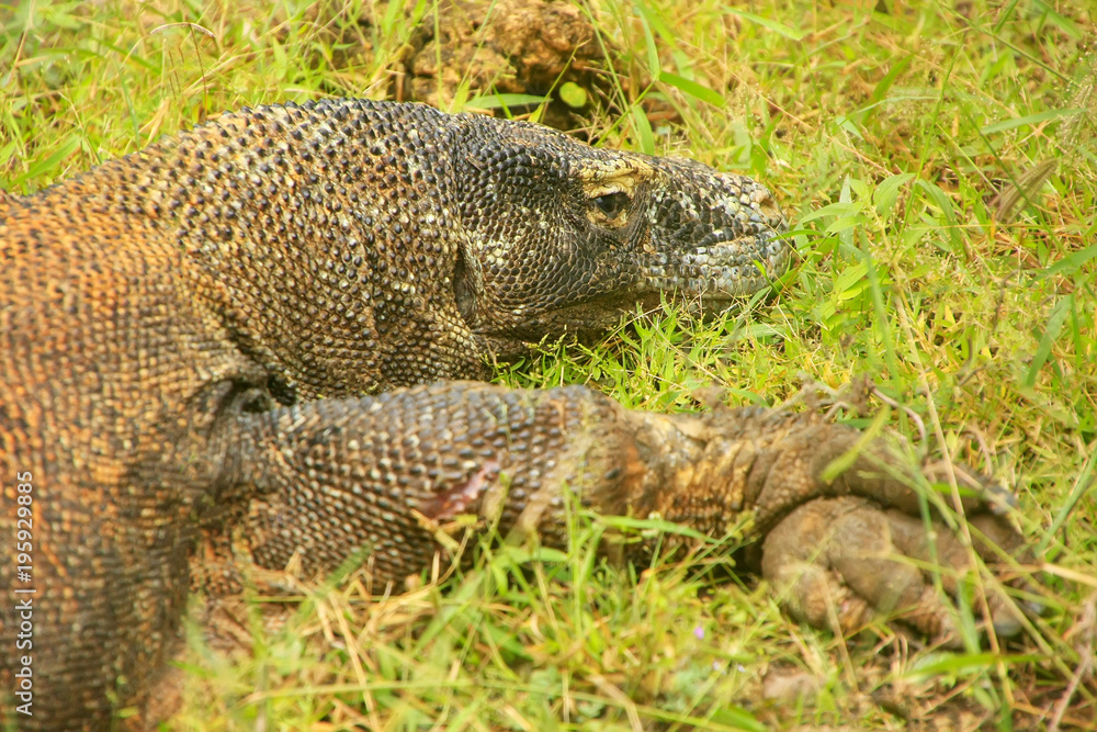 Komodo dragon lying in grass on Rinca Island in Komodo National Park, Nusa Tenggara, Indonesia Komodo dragon lying in grass on Rinca Island in Komodo National Park, Nusa Tenggara, Indonesia