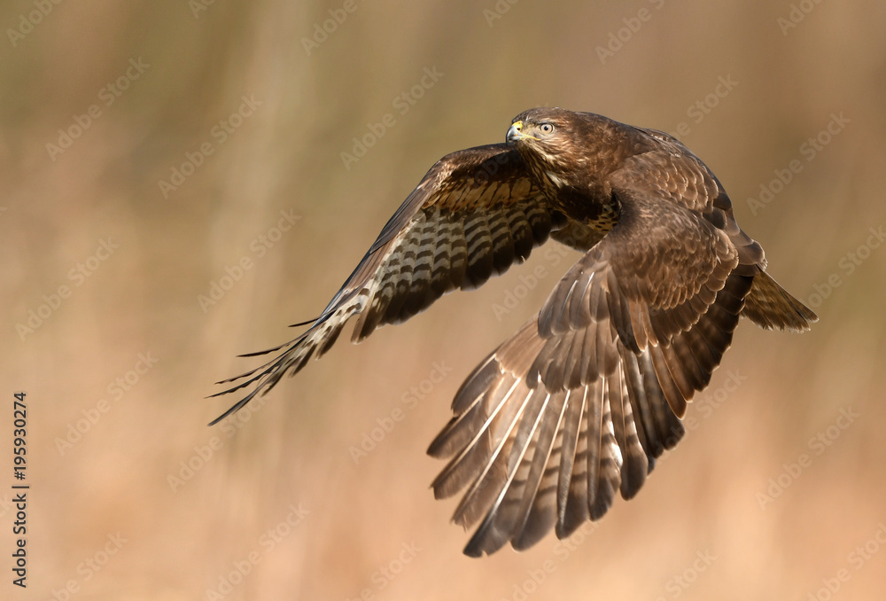Fototapeta premium Common buzzard (Buteo buteo)