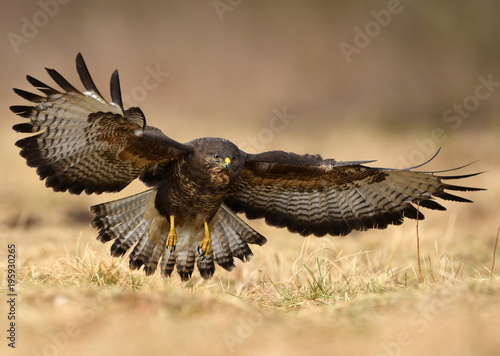 Common buzzard (Buteo buteo)