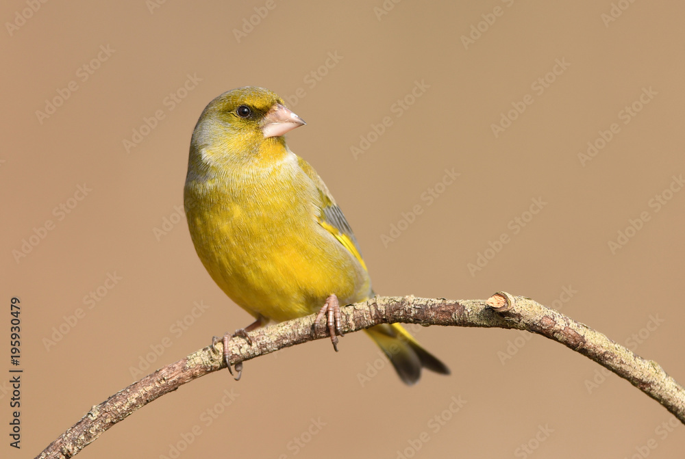 European Greenfinch ( Carduelis chloris ) European Greenfinch ( Carduelis chloris )