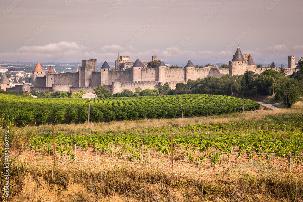 Vineyards growing outside the medieval fortress of Carcassonne in France