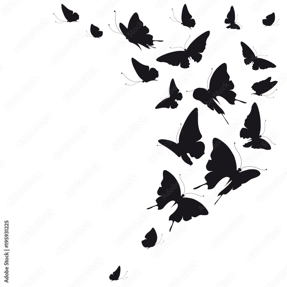 black butterfly, isolated on a white black butterfly, isolated on a white