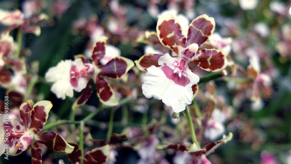 Obraz premium Deep red orchid flowers closeup 