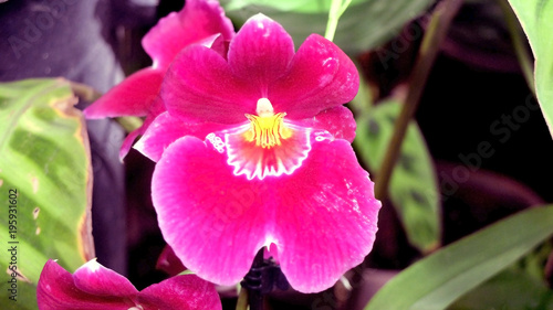 Pink and white orchid flower closeup  