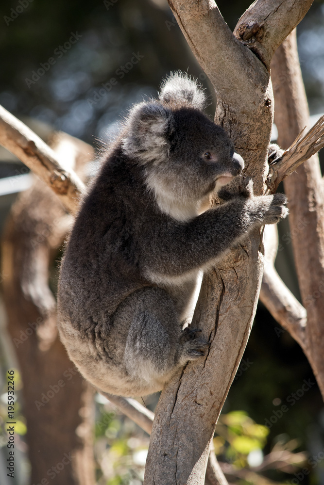 Naklejka premium koala