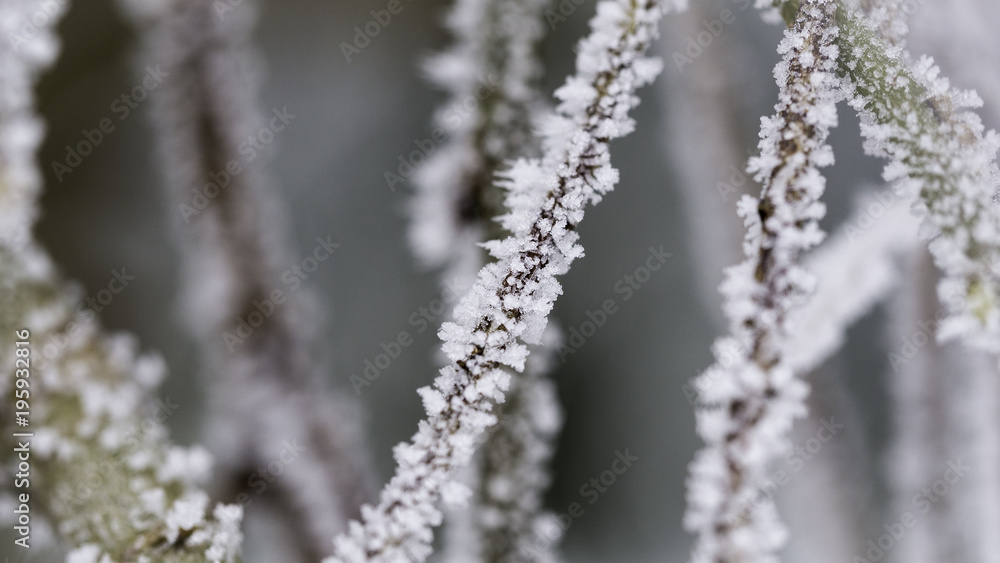 Frozen sticks. Winter season photography Frozen sticks. Winter season photography