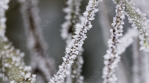 Frozen sticks. Winter season photography © Bartosz