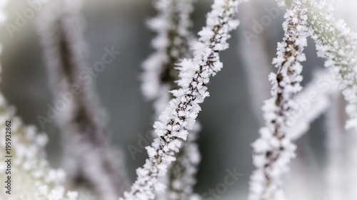 Frozen branches. Winter season photography © Bartosz
