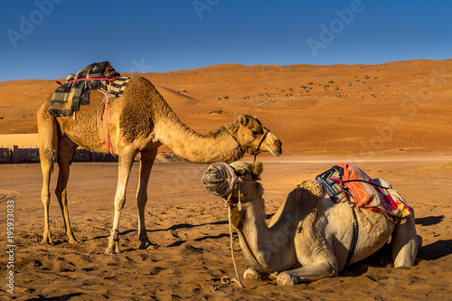 Couple of camels resting in Wahiba Sands   Oman