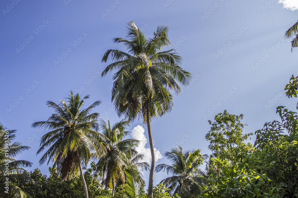 Fototapeta premium palm trees