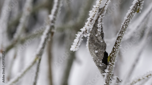  Branches covered with ice. Winter photography