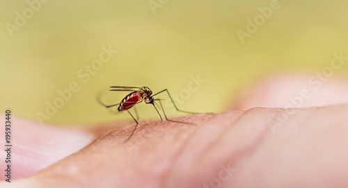 Mosquito sugando sangue.