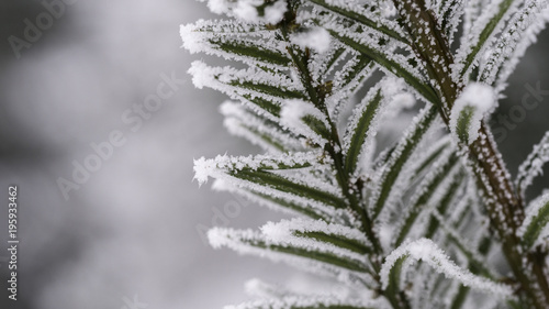 Photographed close-up of frosted branch 