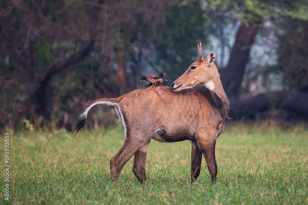 Male Nilgai (Boselaphus tragocamelus) with Brahmini mynas sitting on him in Keoladeo National Park, Bharatpur, India Male Nilgai (Boselaphus tragocamelus) with Brahmini mynas sitting on him in Keoladeo National Park, Bharatpur, India