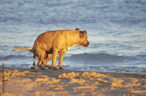 American Staffordshire terrier dog pooing on a beach