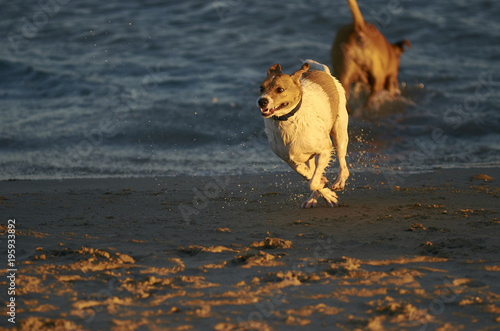 Mongrell dog, Podenco, Jack Russel terrier running on a beach © sunlight19