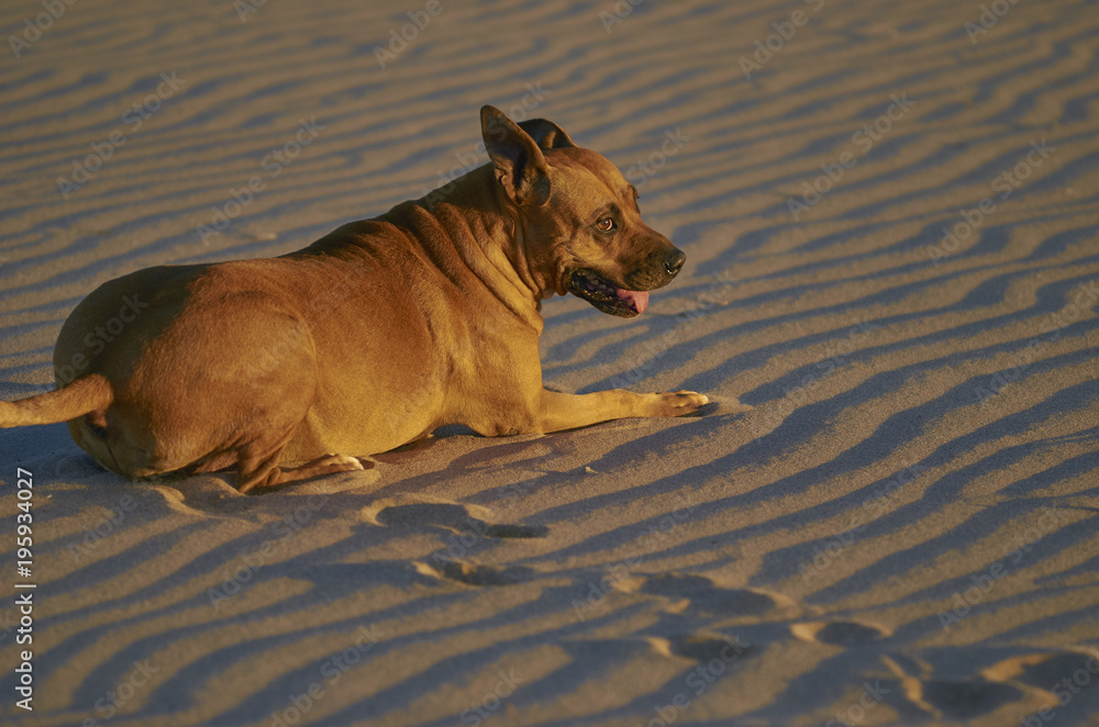 American Staffordshire terrier dog on the beach at sunset American Staffordshire terrier dog on the beach at sunset
