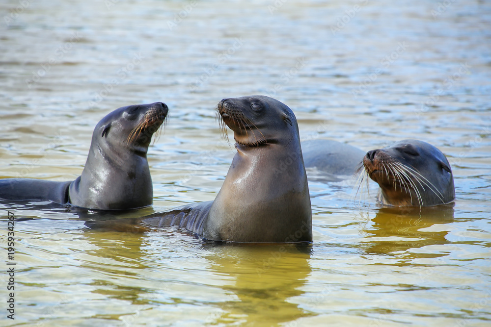 Fototapeta premium Galapagos sea lions playing in water at Gardner Bay, Espanola Island, Galapagos National park, Ecuador