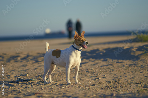Mongrell dog, Podenco, Jack Russel terrier running on a beach © sunlight19