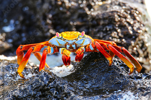 Sally lightfoot crab on Espanola Island, Galapagos National park, Ecuador.