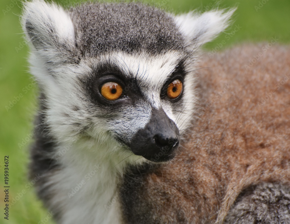 Ring-tailed Lemur (Lemur catta), found only on the African island of Madagascar. Ring-tailed Lemur (Lemur catta), found only on the African island of Madagascar.