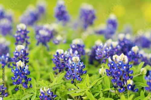 Bluebonnet Field