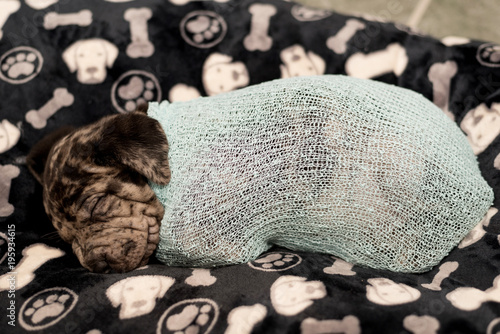Puprrito - Newborn Puppy Photography