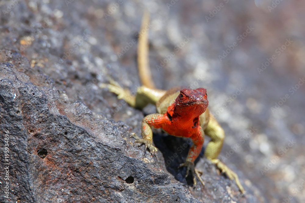Fototapeta premium Female Hood lava lizard on Espanola Island, Galapagos National park, Ecuador