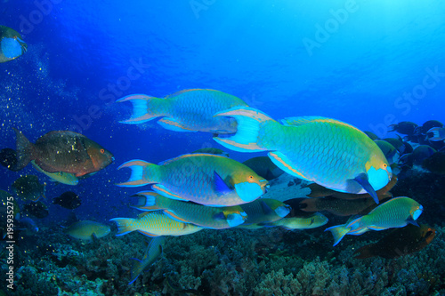 Parrotfish fish school underwater coral reef © Richard Carey