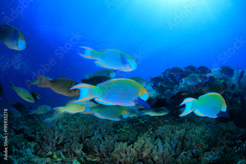 Parrotfish fish school underwater coral reef